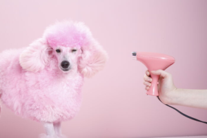 Pink Poodle Grooming Tips That Make Your Dog Shine